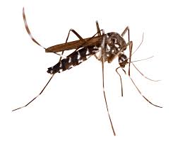 Dịch vụ diệt muỗi - Dịch Vụ Diệt Côn Trùng Minh Quân INSECTS - Công Ty TNHH Minh Quân INSECTS